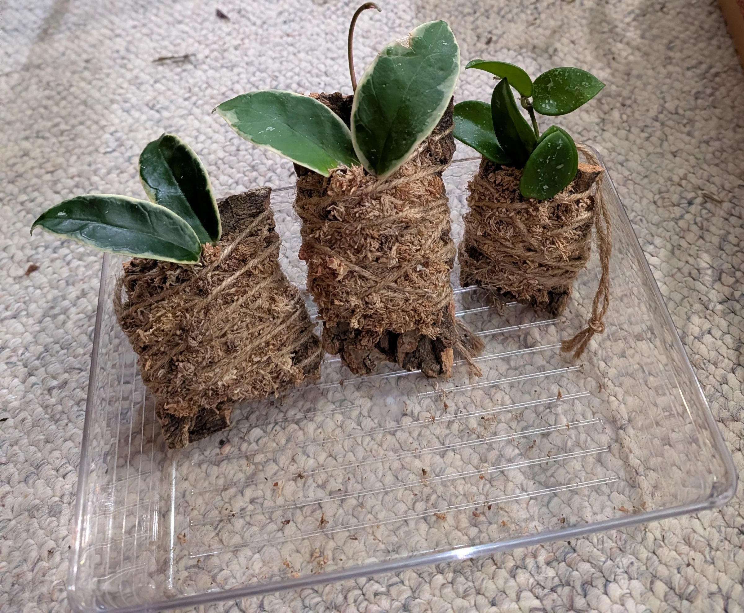 Potted Bliss - Image 3