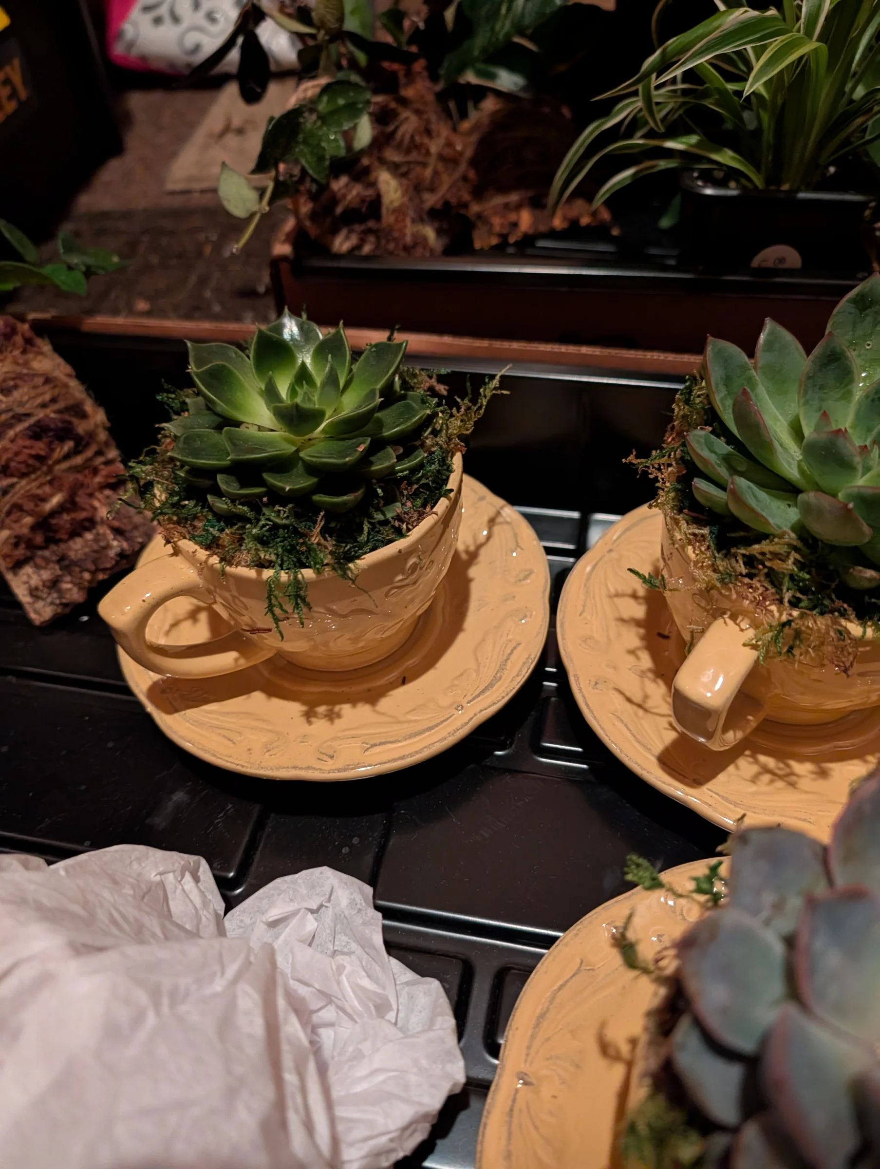 Potted Bliss - Image 1