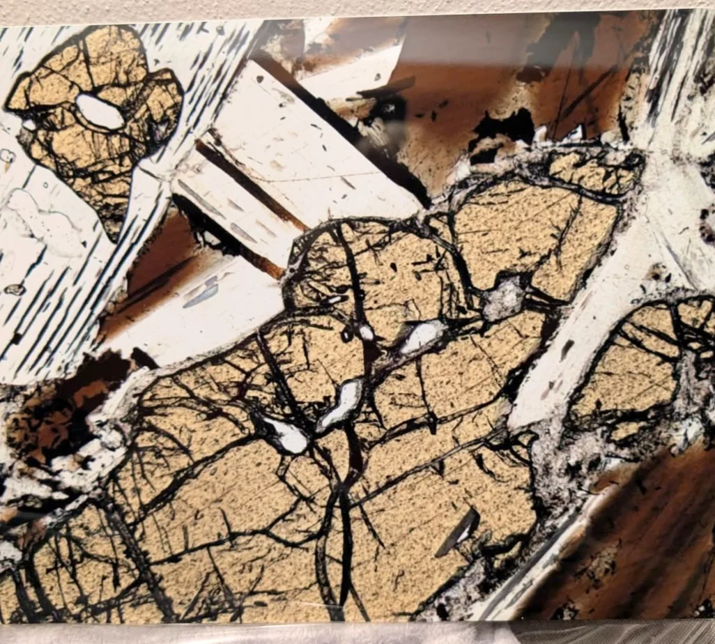 Wild Pallette  - Image 3
