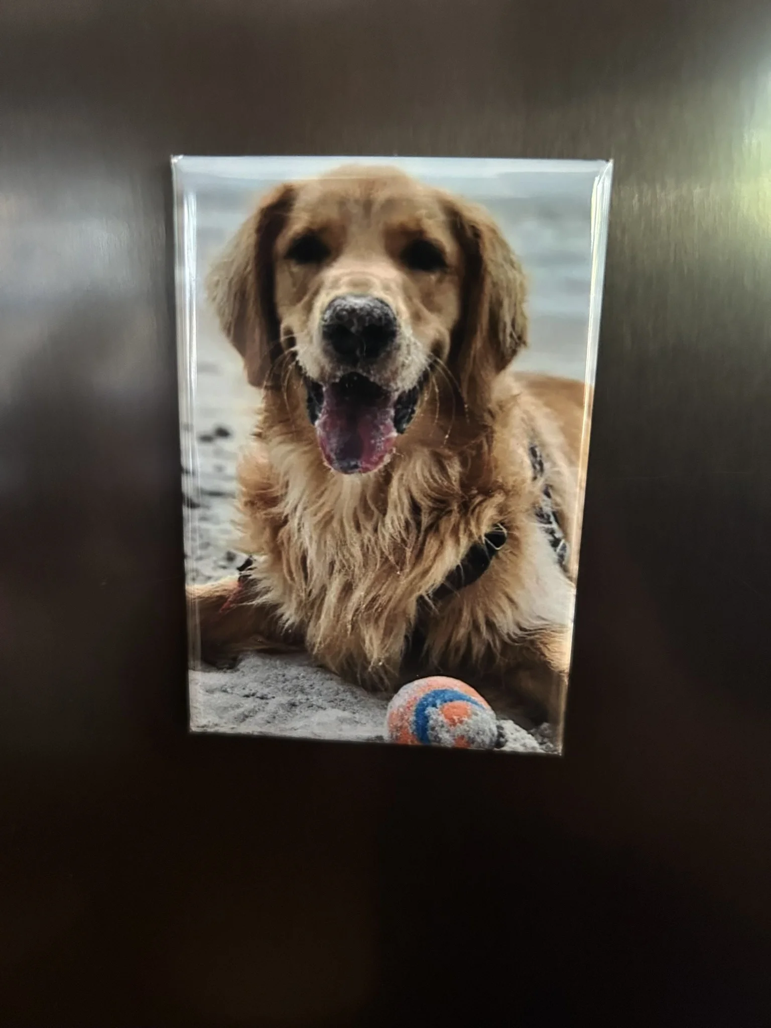 Molly's Magnets - Image 3