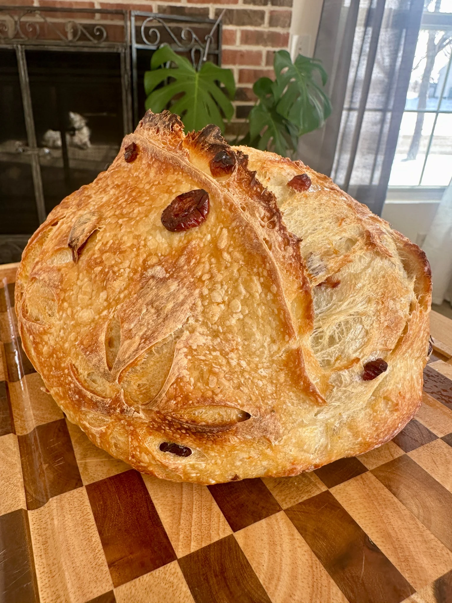 Blue Merle MicroBakery  - Image 7
