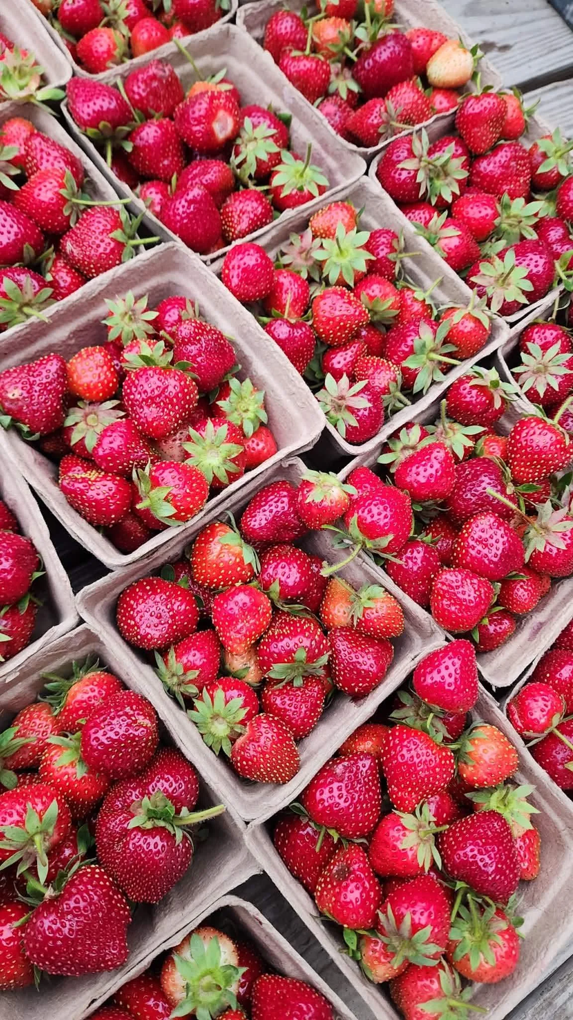 Meyers family farms - Image 7